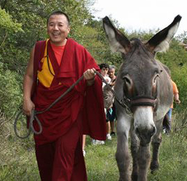 Alak Rinpoche con asino copia